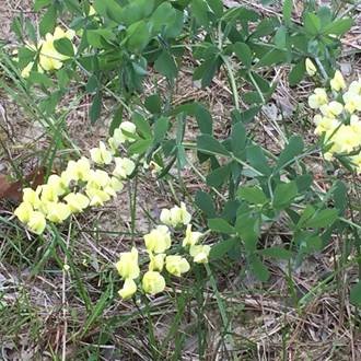 Baptisia, Spider Mites, Carpenter Ants, and Oak Galls
